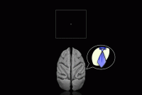 fMRI Experiment